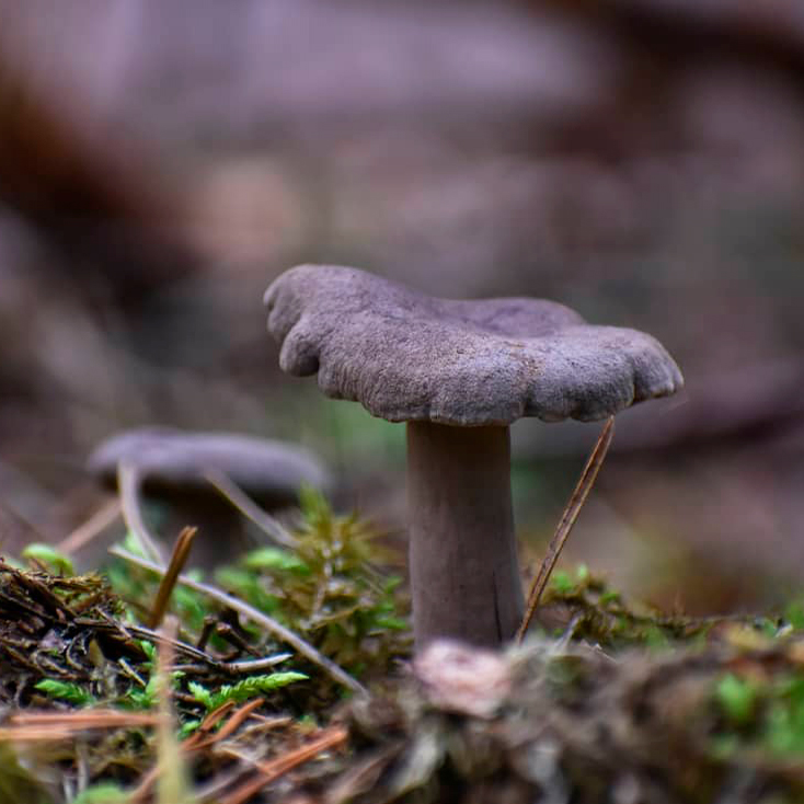 Млечник извилистый (Lactarius flexuosus)