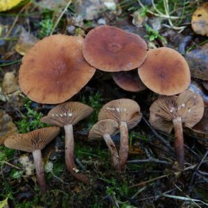 Груздь камфорный (Lactarius camphoratus)