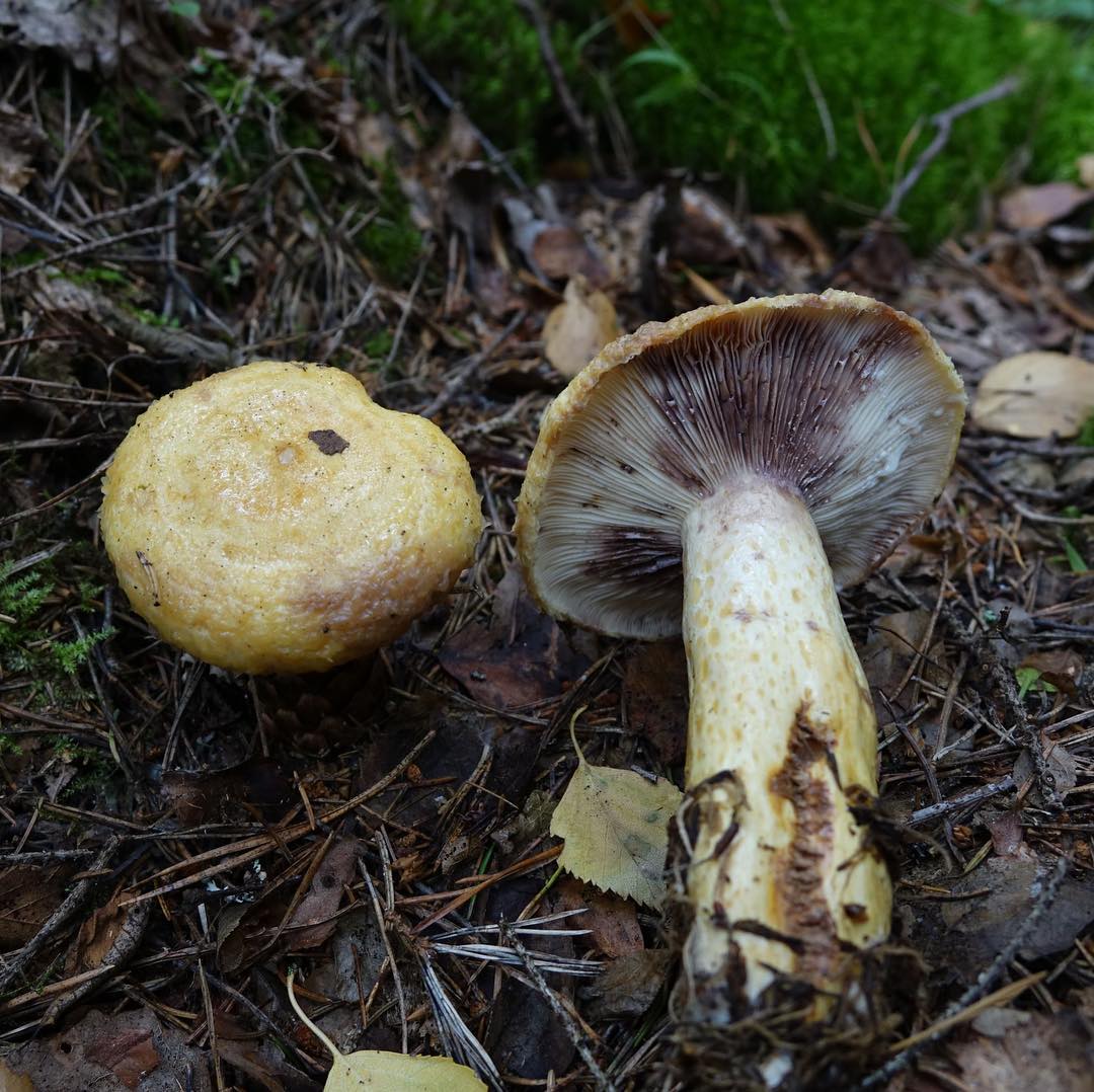 Груздь синеющий (Lactarius repraesentaneus)