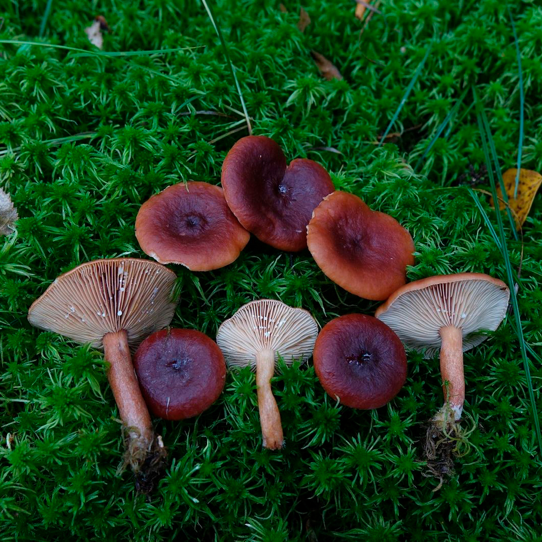 Груздь болотный (Lactarius sphagneti)