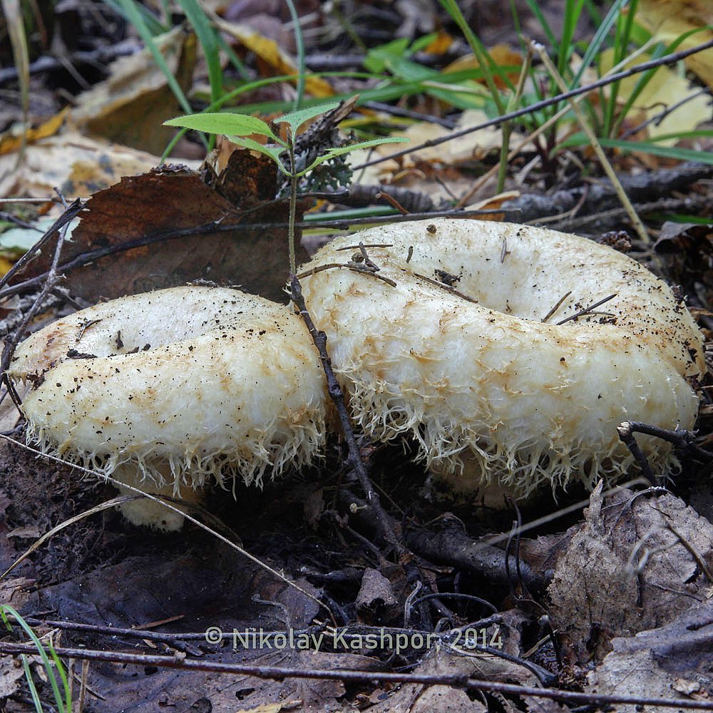 Груздь бахромистый (Lactarius citriolens)
