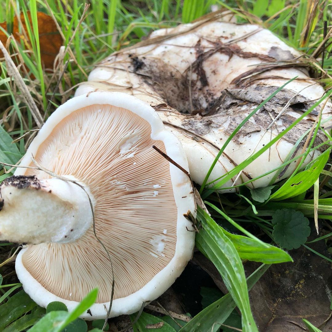 Груздь осиновый (Lactarius controversus)