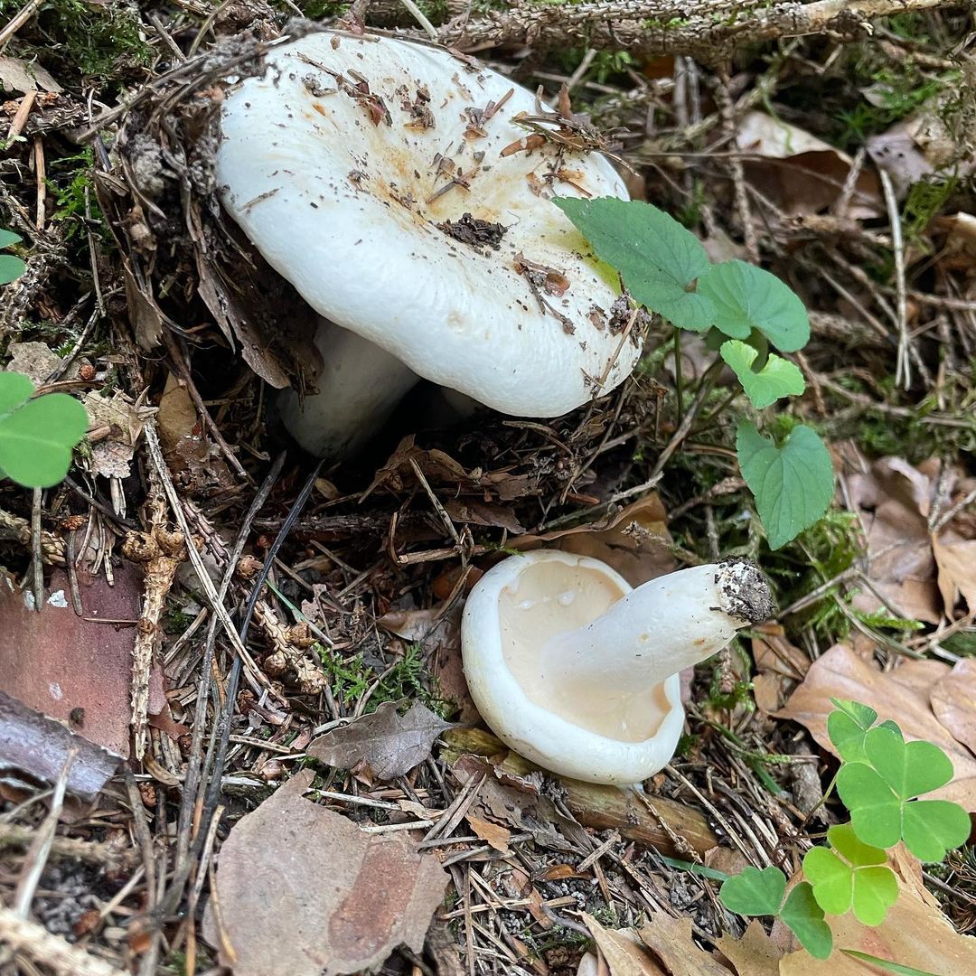 Груздь перечный (Lactarius piperatus)