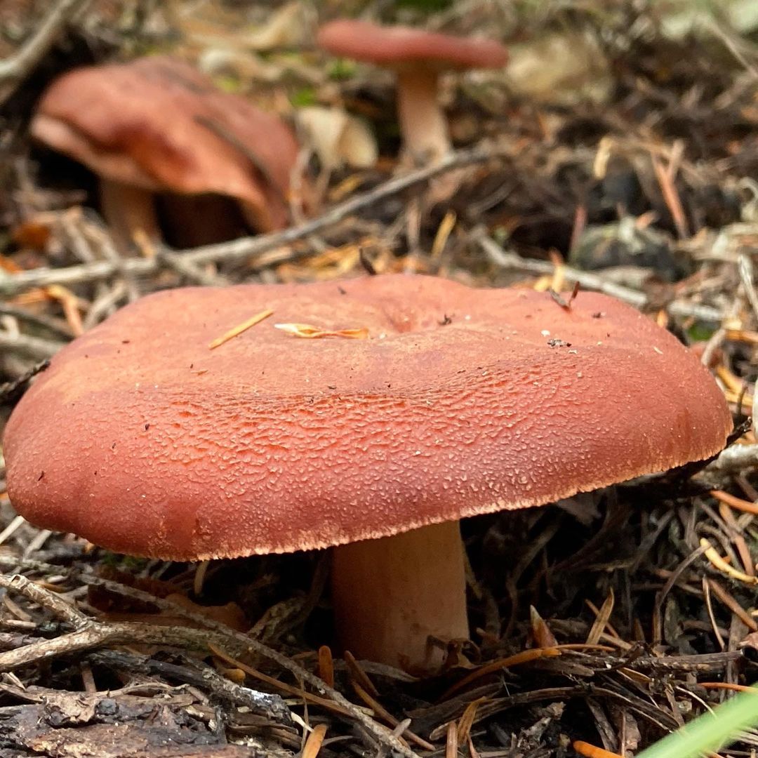 Горькушка (Lactarius rufus)