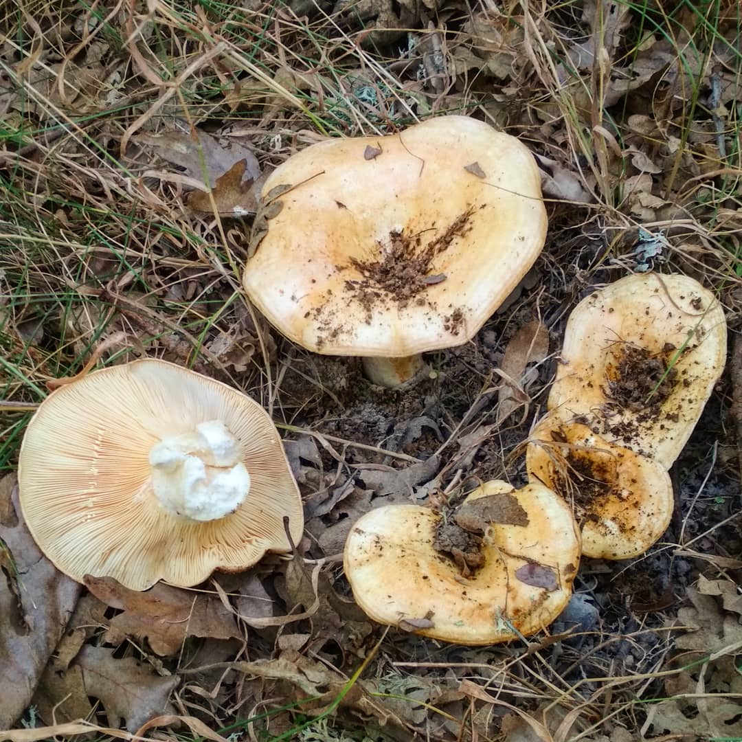 Дубовый груздь (Lactarius zonarius)