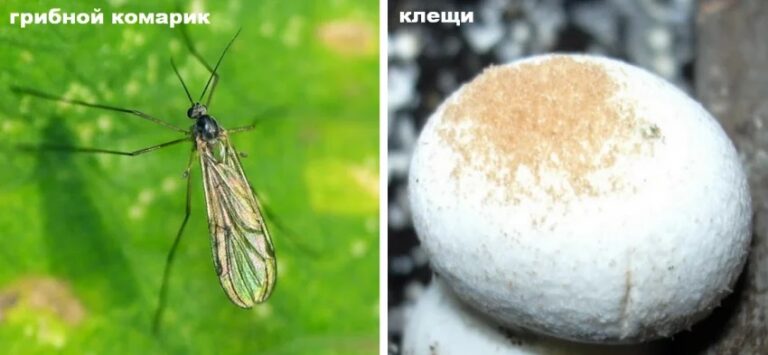 Вредители