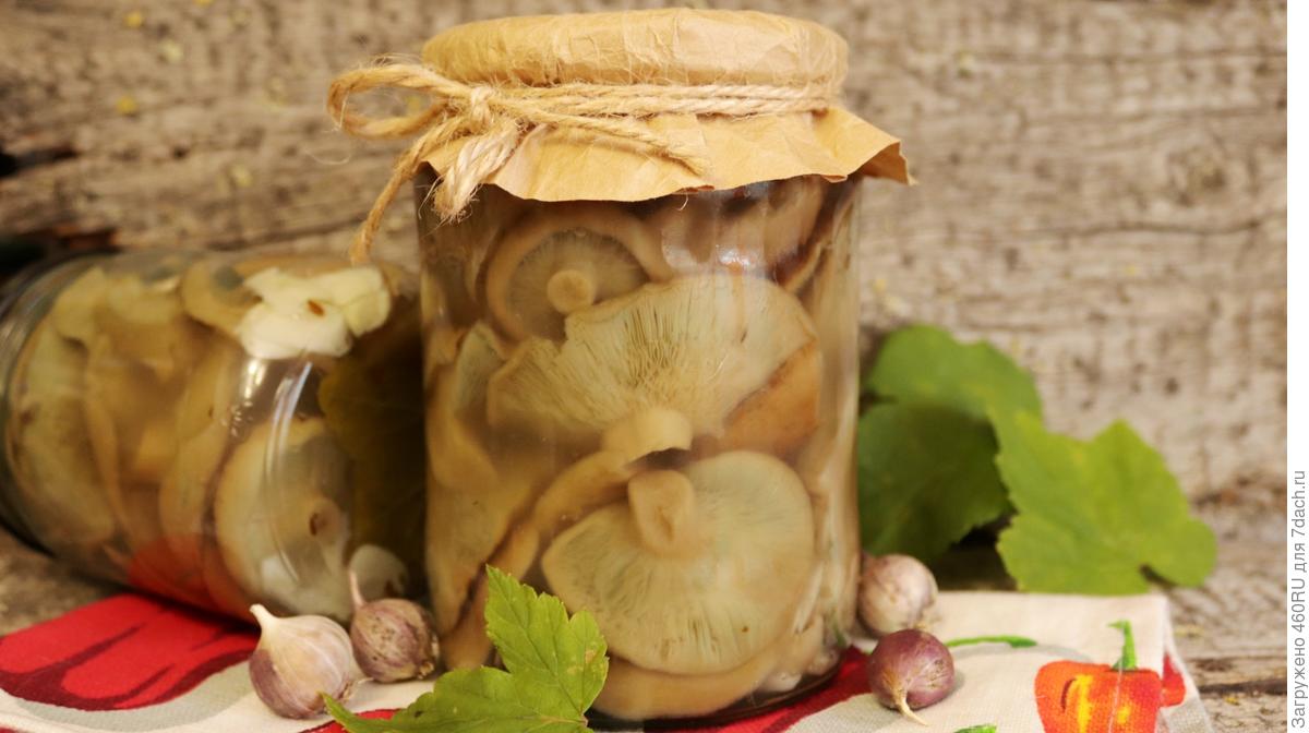 Грузди маринованные – лучший рецепт хрустящего деликатеса