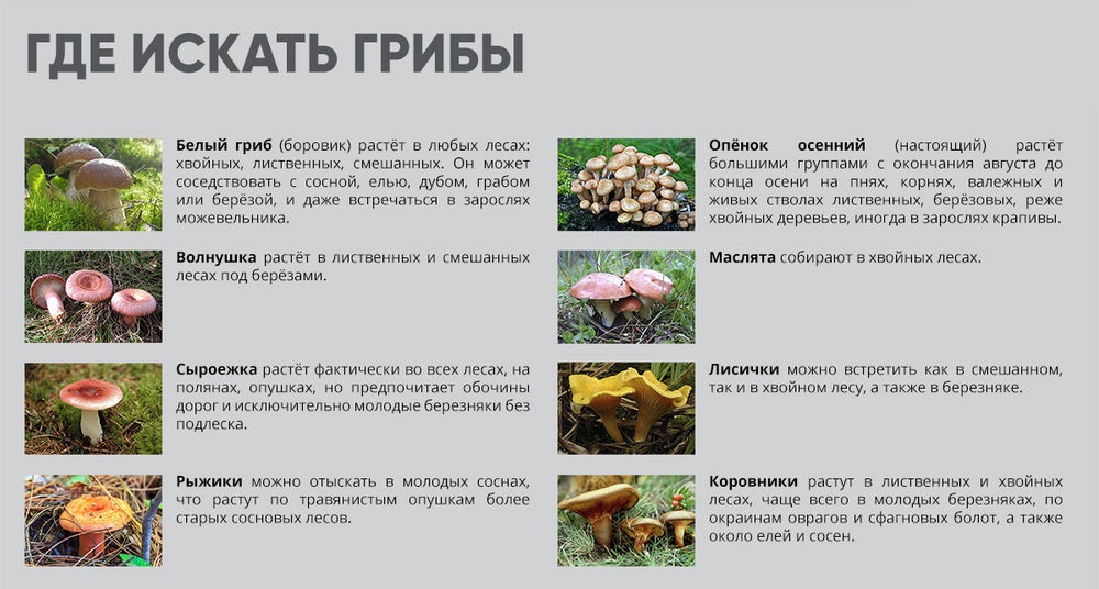 Где искать грибы