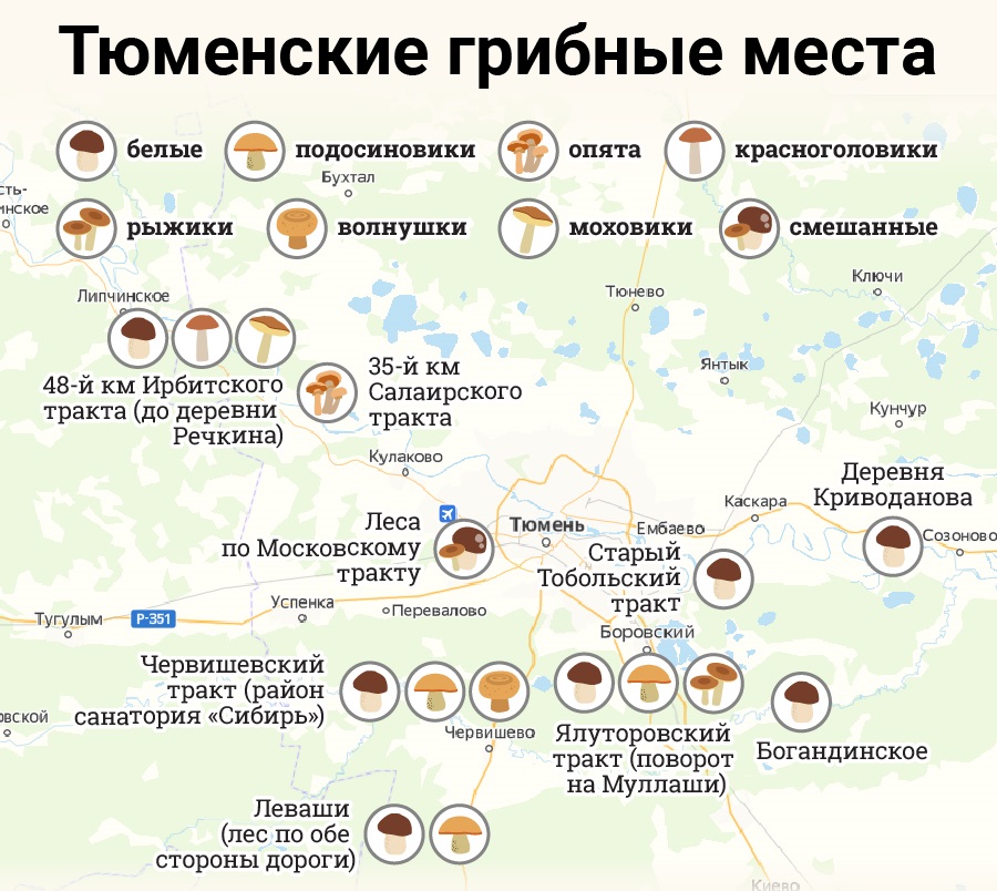 Грибные места Тюмени, куда ехать собирать грибы