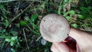 Грибы серушки и лучшие рецепты их приготовления
