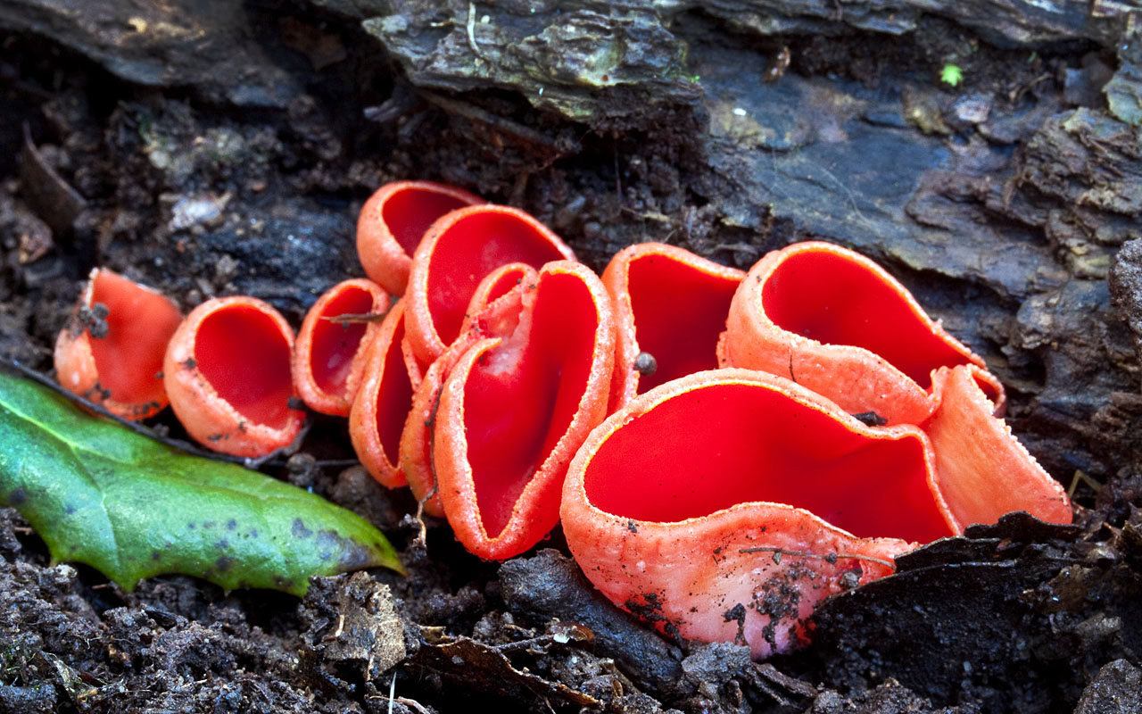 Саркосцифа алая (лат. Sarcoscypha coccinea)