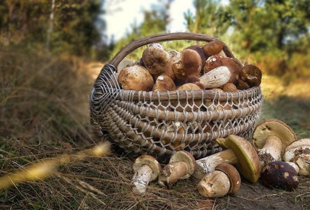 Сбор грибов