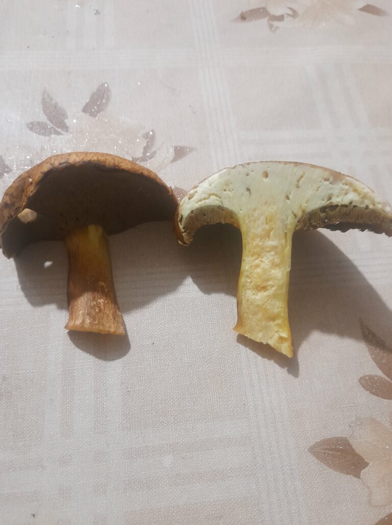 Фотография находки
