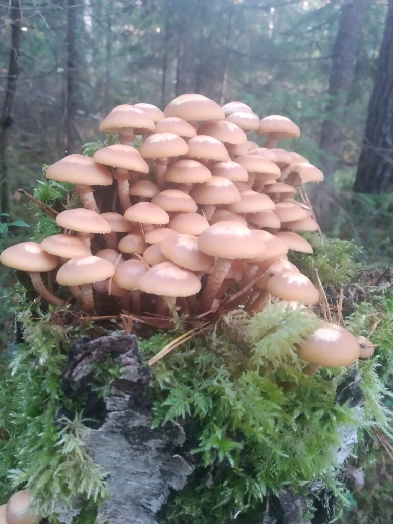 Фотография находки