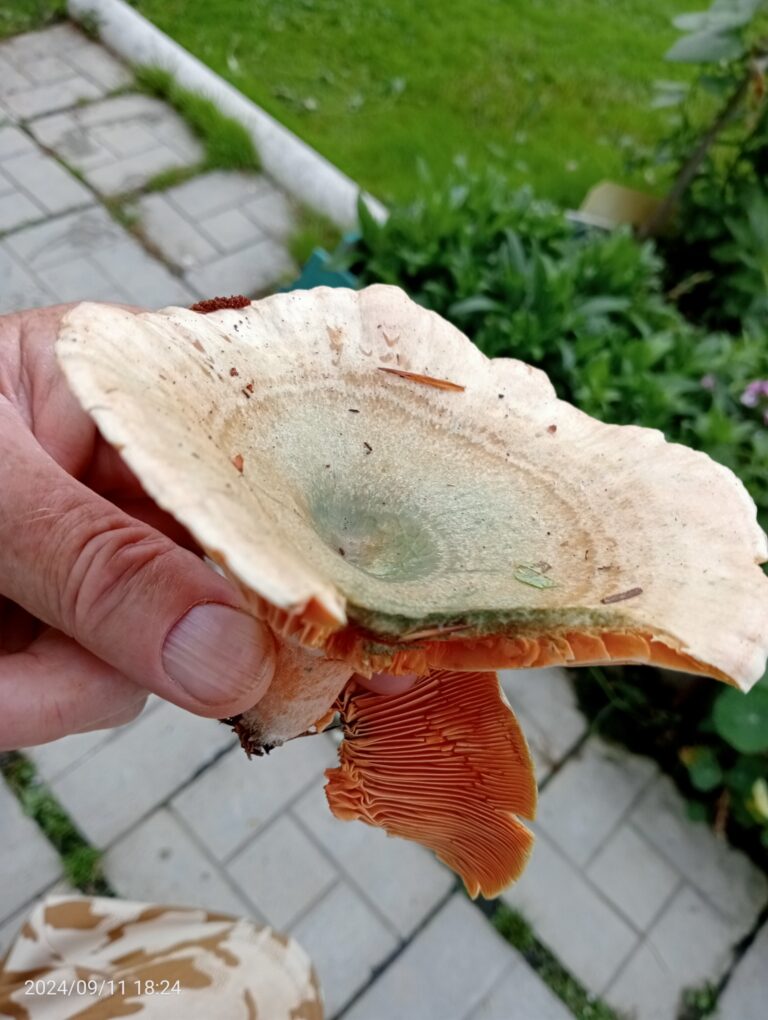 Фотография находки