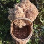 Курчавые плодовые тела в корзине
