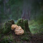 Спарассис у основания древесного ствола