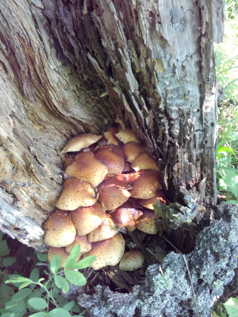 Фотография находки