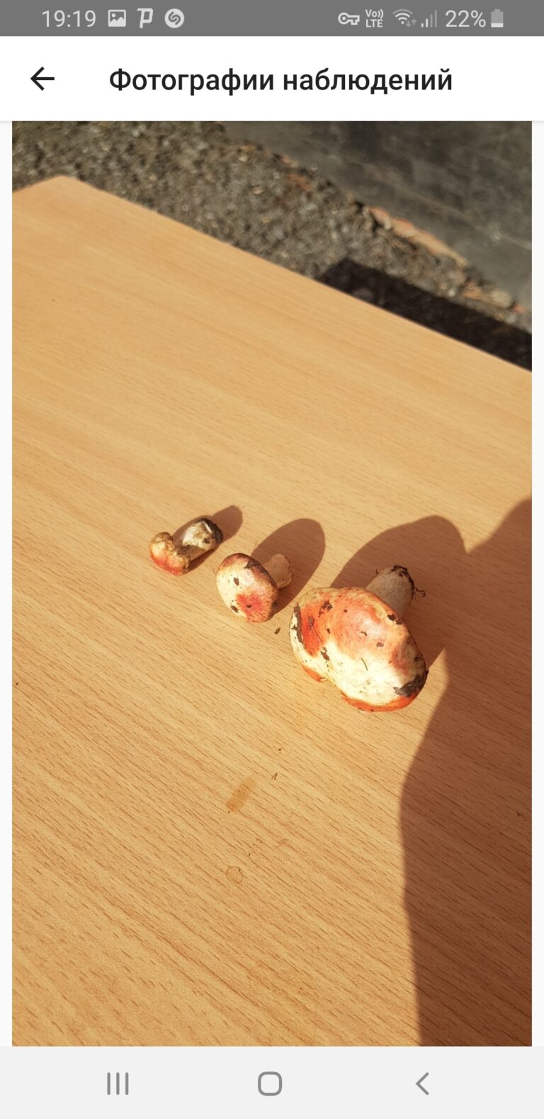 Фотография находки