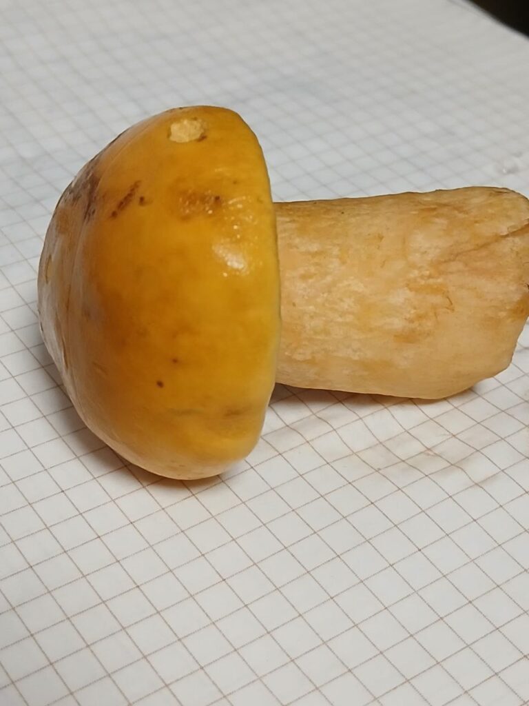 Фотография находки