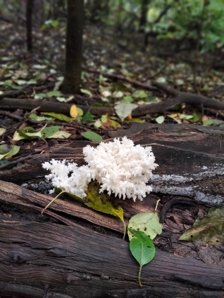 Фотография находки