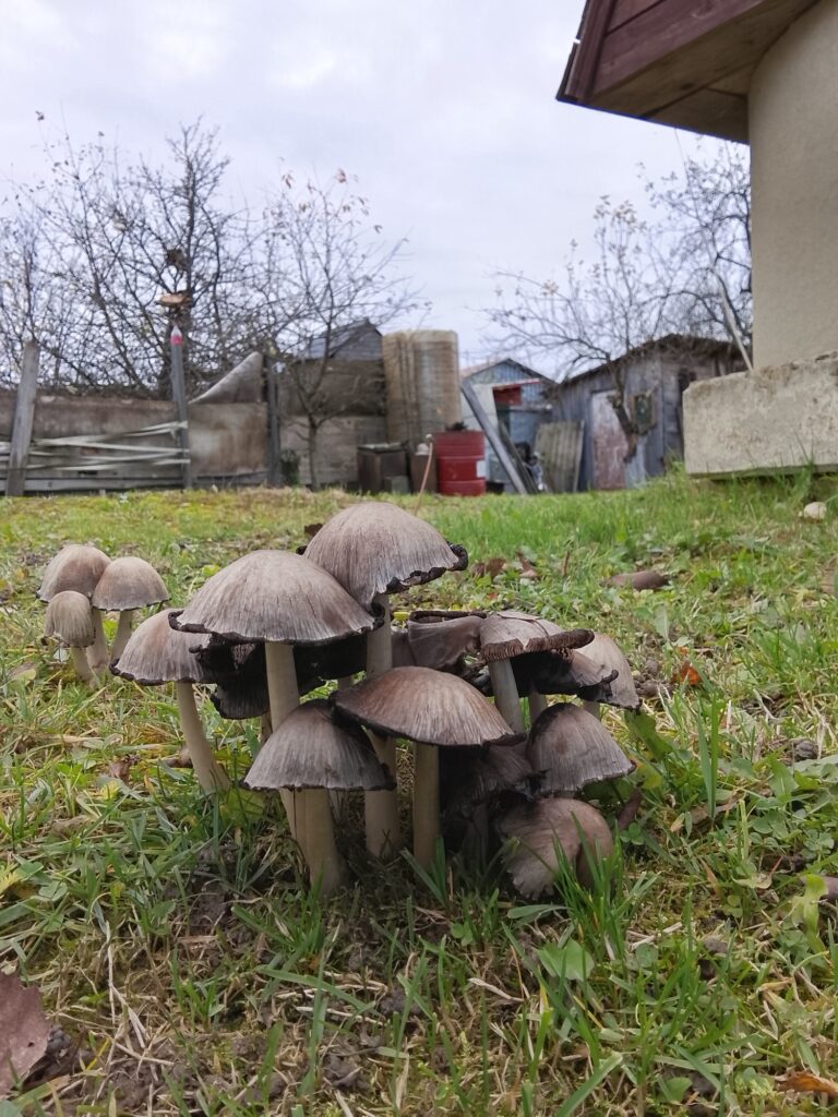Фотография находки