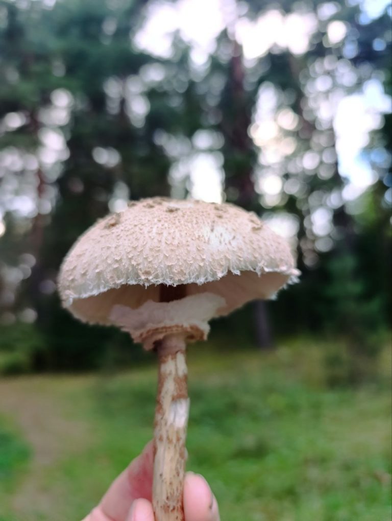 Фотография находки