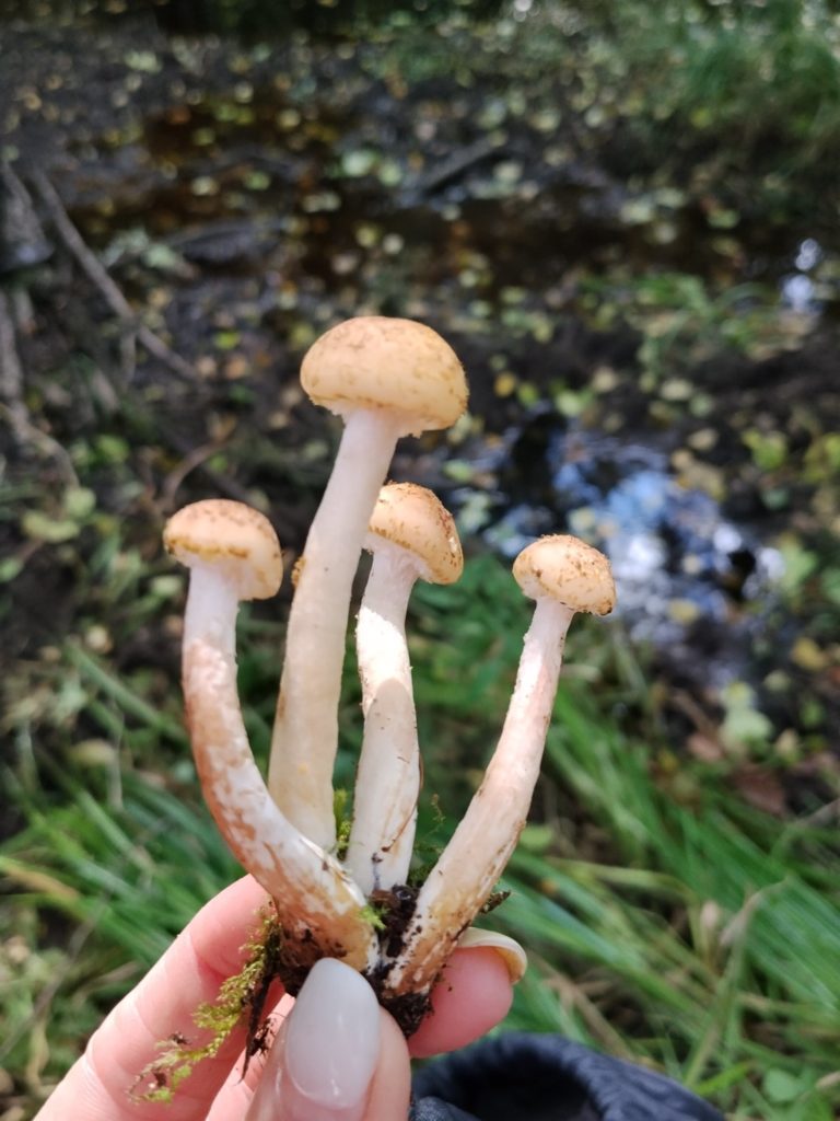 Фотография находки