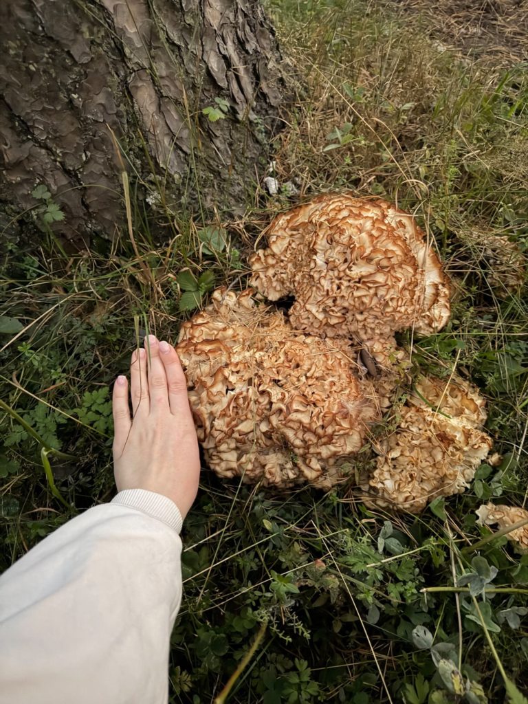 Фотография находки