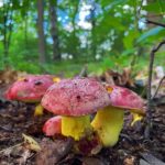 Группа боровиков с розовыми шляпками и жёлтыми ножками в лиственном лесу