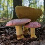Розовые шляпки и трубчатая поверхность зрелого плодового тела