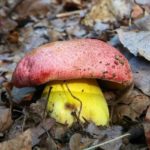 Толстая жёлтая ножка под розовой шляпкой