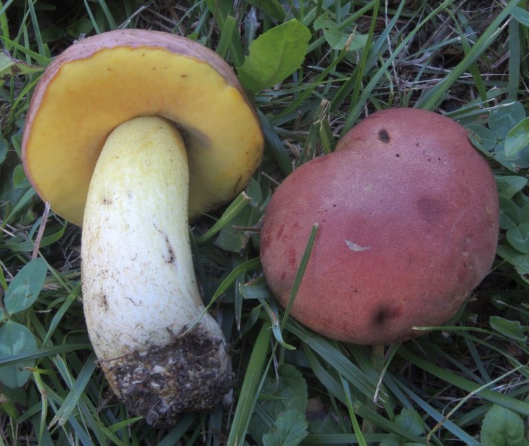 Боровик ложнокоролевский — Butyriboletus fuscoroseus