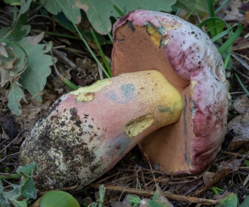 Боровик красивоокрашенный (Rubroboletus pulchrotinctus)