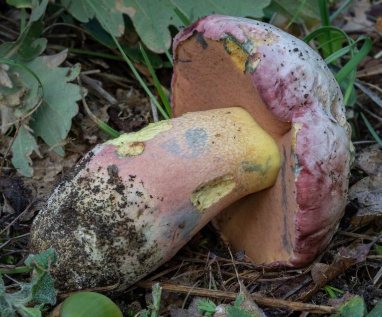 Боровик красивоокрашенный — Rubroboletus pulchrotinctus