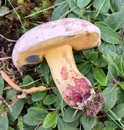 Боровик Клузака — Caloboletus kluzakii