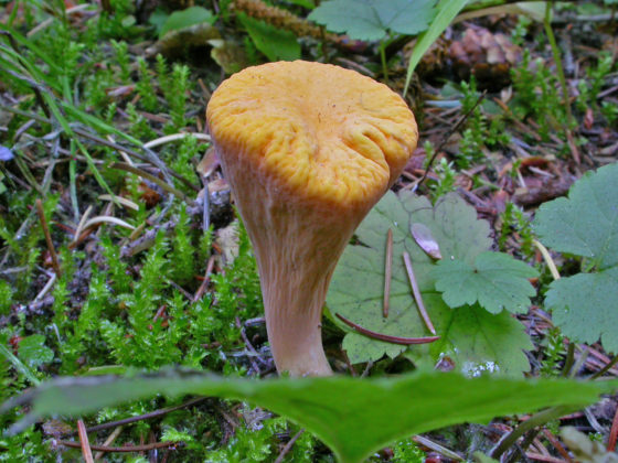 Рогатик усечённый (Clavariadelphus truncatus)