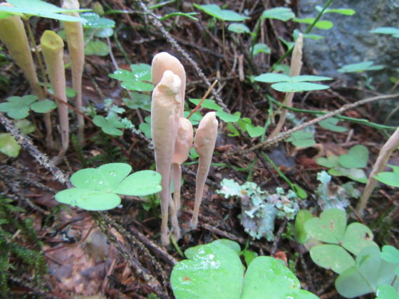 Рогатик язычковый (Clavariadelphus ligula)