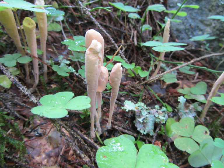 Рогатик язычковый (Clavariadelphus ligula)