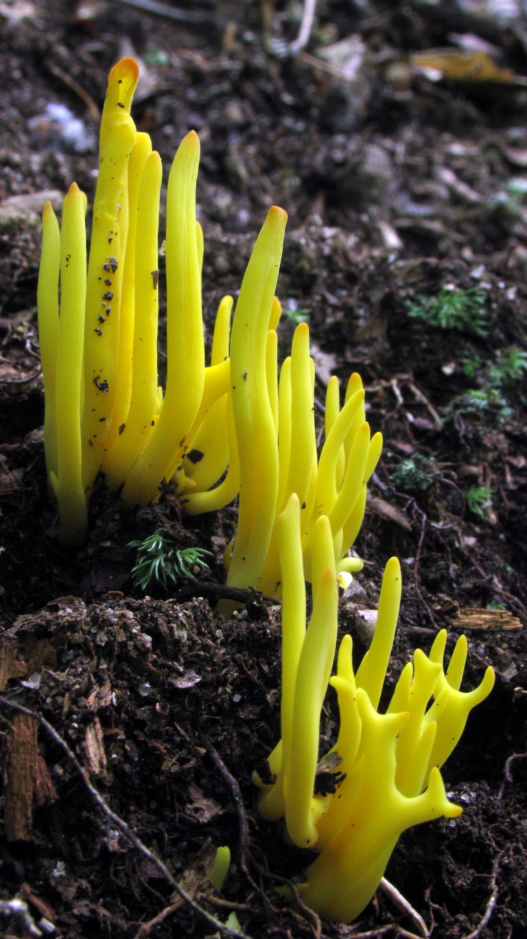 Клавулинопсис веретеновидный (Clavulinopsis fusiformis)