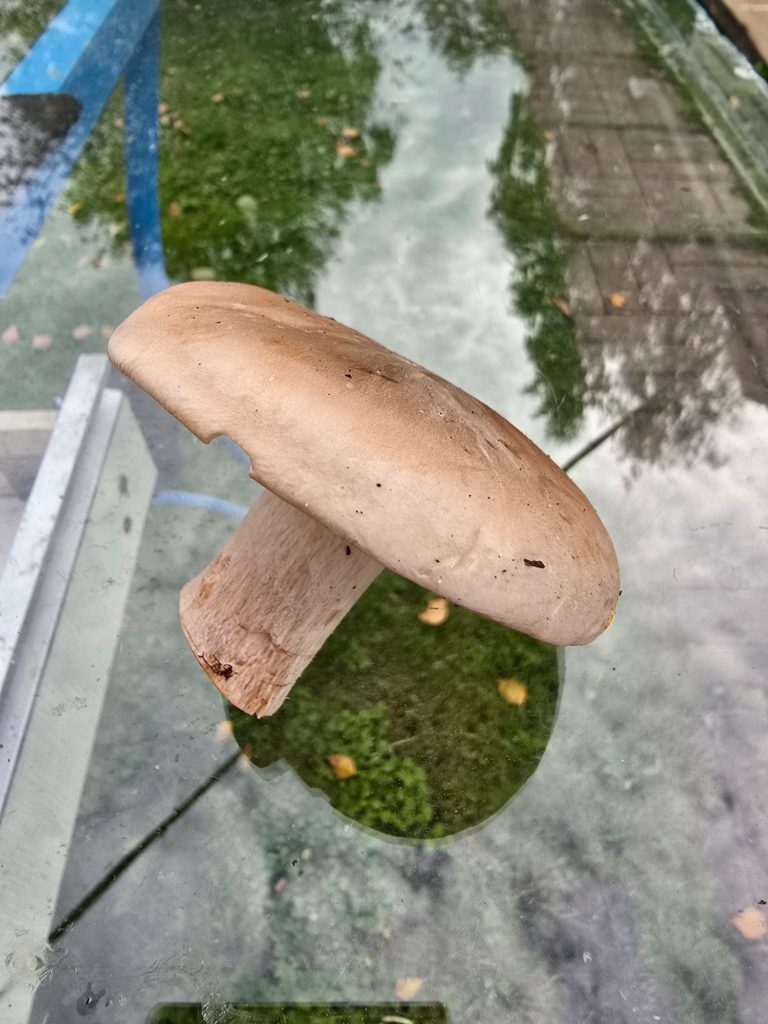 Фотография находки