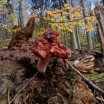 Красновато-бурая складчатая шляпка на фоне осеннего леса