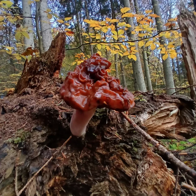 Красновато-бурая складчатая шляпка на фоне осеннего леса