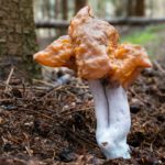 Светло-охристая лопастная шляпка и длинная светлая ножка