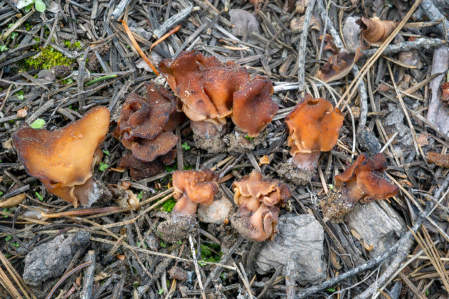Строчок сомнительный (Paragyromitra ambigua)