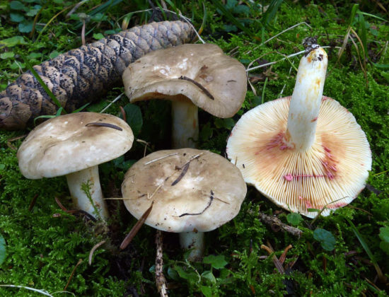 Млечник острый (Lactarius acris)