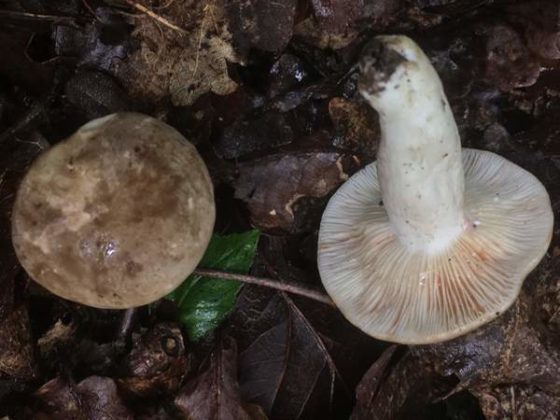 Млечник беззоновый (Lactarius azonites)