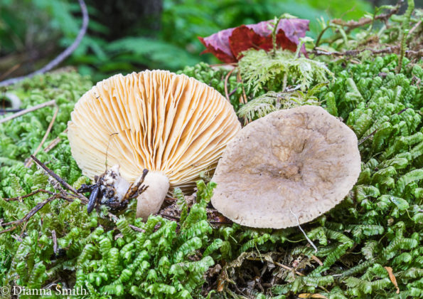 Млечник буроватый (Lactarius fuliginosus)