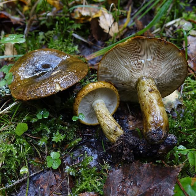 Груздь чёрный — Lactarius necator