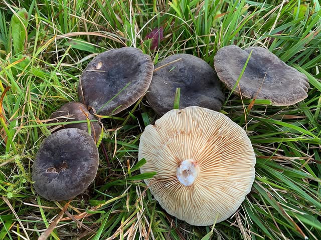 Млечник смолисто-чёрный — Lactarius picinus